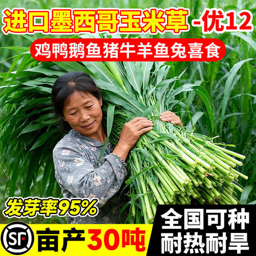 墨西哥玉米草种籽优12阔叶
