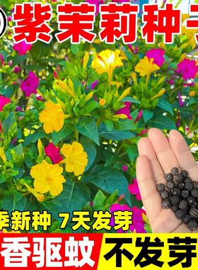 紫茉莉花种籽子地雷花四季播种开花驱蚊胭脂花室内外庭院阳台花卉