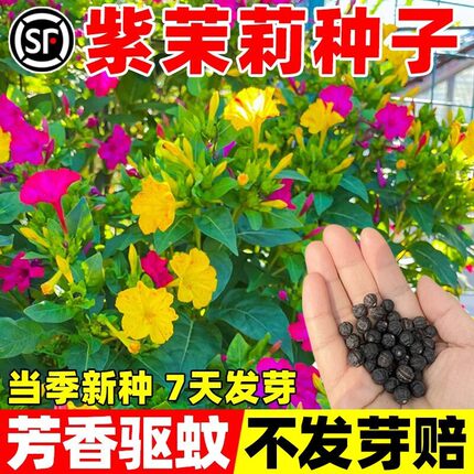 紫茉莉花种籽子地雷花四季播种开花驱蚊胭脂花室内外庭院阳台花卉