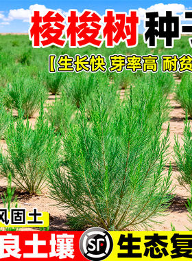 梭梭树种子耐旱耐盐碱防风固沙沙漠卫士林木绿化治沙先锋灌木种籽