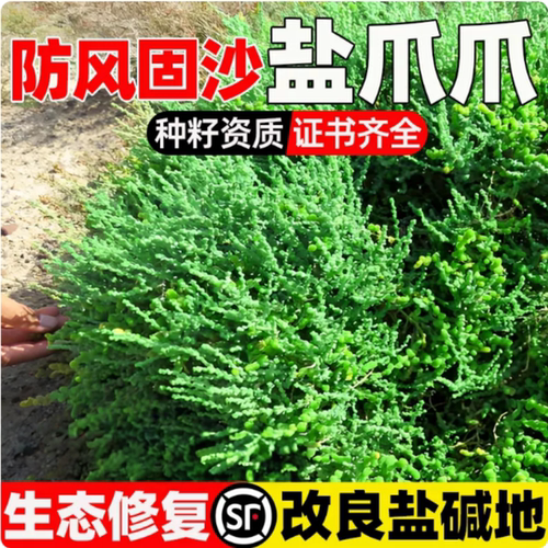 盐爪爪种子多年生防风固沙草籽生态修复耐贫瘠盐碱地改良绿化种籽