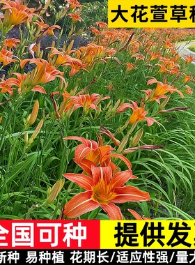 大花萱草种子多年生宿根金娃娃萱草籽盆栽花种籽子黄花萱草花种子