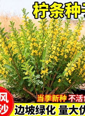 柠条种子四季护坡灌木草籽小叶锦鸡儿白柠条绿化固土造林蜜源植物