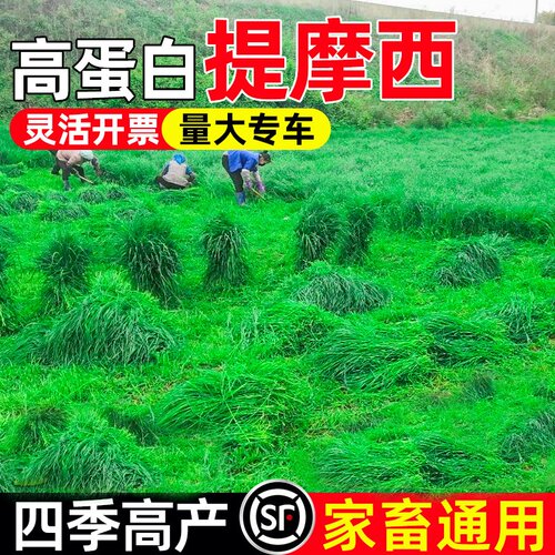 秋季多年生牧草猫尾草提摩西种子龙猫兔子爱吃的草籽草种子夏季 - 封面