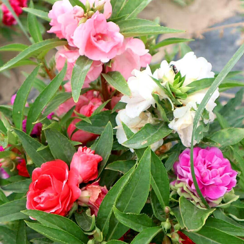 胭脂花单瓣凤仙花种子指甲花室内阳台盆栽庭院易活四季花卉种籽孑 - 实物图