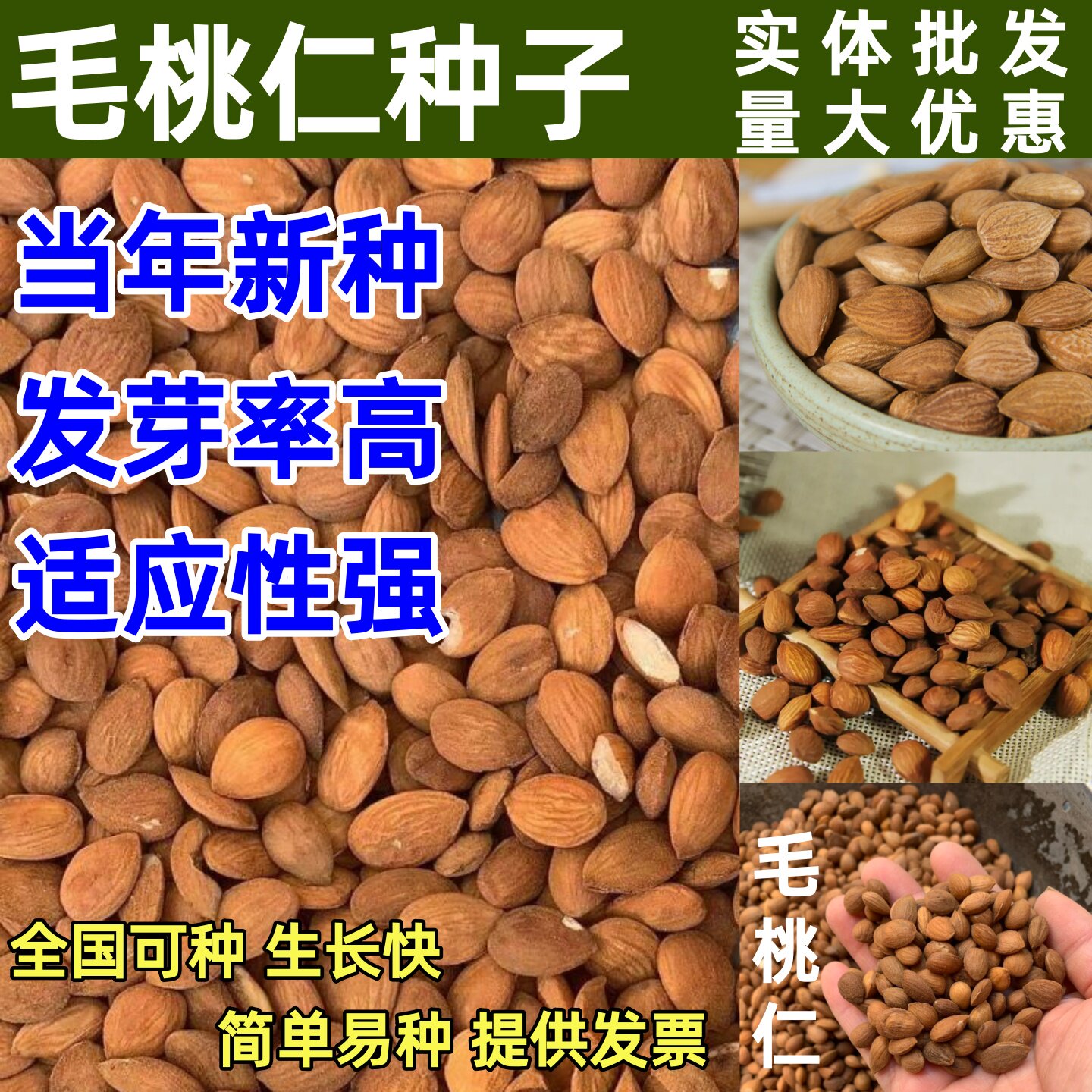 新采毛桃仁种子野生桃核桃树种籽可嫁接梅花树果树砧木