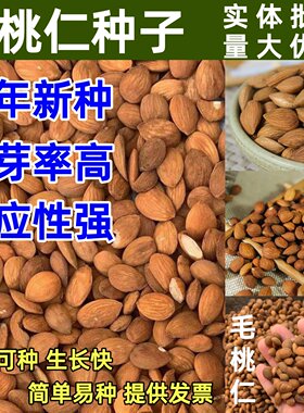 新采毛桃仁种子野生桃核桃树种籽可嫁接梅花树果树砧木