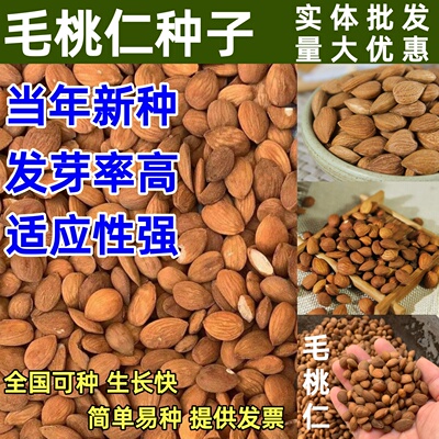新采毛桃仁种子野生桃核桃树种籽可嫁接梅花树果树砧木