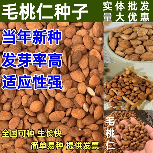 新采毛桃仁种子野生桃核桃树种籽可嫁接梅花树果树砧木