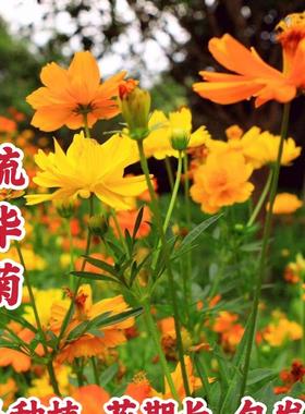 硫华菊花籽黄秋英波斯菊花种子四季播种地被植物室外庭院开花花卉