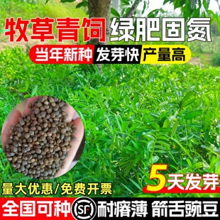箭豌豆箭舌豆野豌豆建设豆麻豌豆牧草种子牛羊马鸡鸭鹅饲草种子