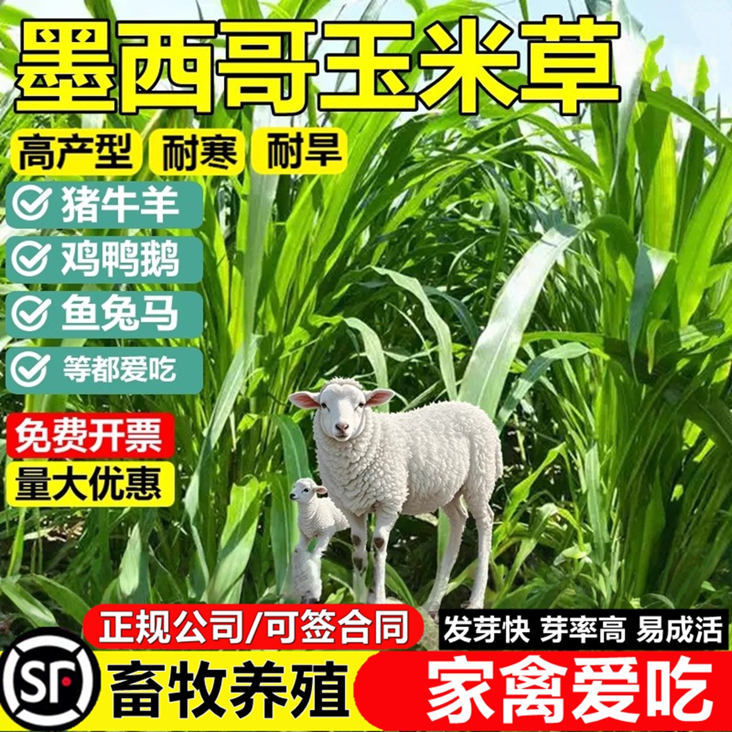 墨西哥玉米草种籽四季高产多年生