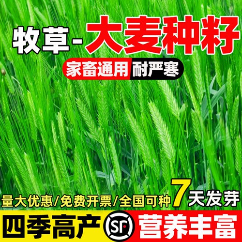 大麦种子四季高产多年生耐寒耐旱牧草种籽高蛋白畜牧养殖家畜喜食