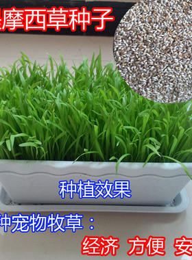 提摩西草种子提草梯牧草养兔荷兰猪豚鼠等多年生牧草种子宠物口粮