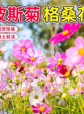 波斯菊花种子格桑花种籽子多彩多