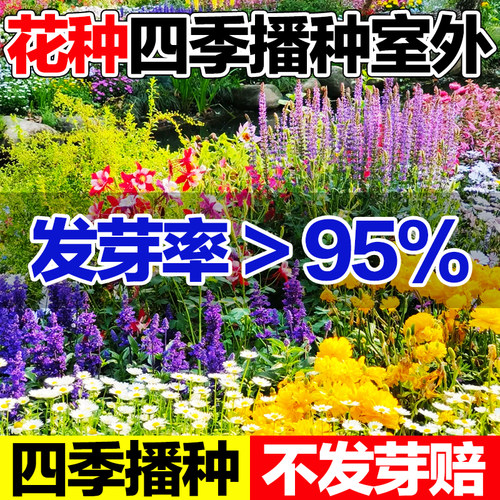 花种四季播种室外四季播种籽花