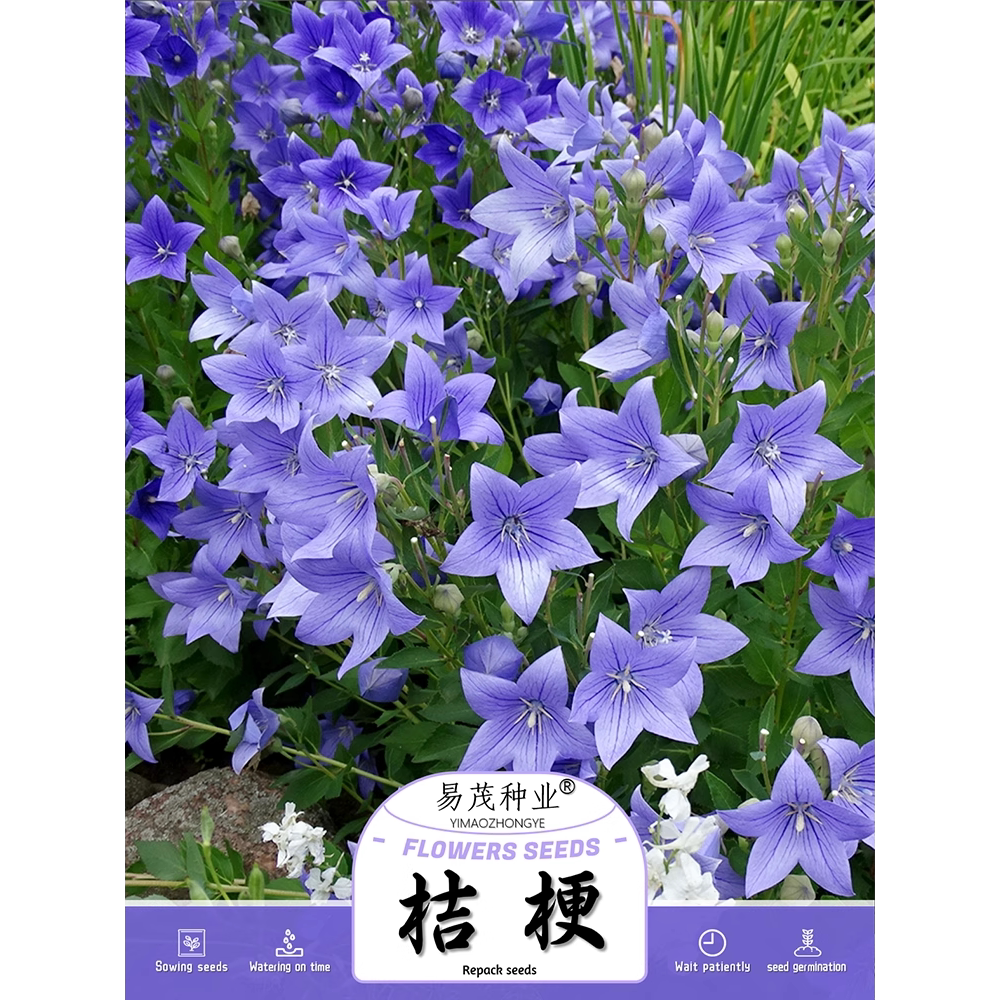 中华桔梗种子铃铛花僧帽花包袱花图片