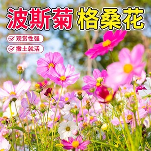 格桑花种子波斯菊花种子花海打造易活庭院室外七色花籽种籽孑