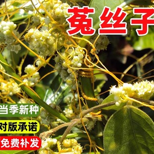 菟丝子种籽大豆寄生无根草黄丝黄鳝藤东北野生中草药金丝藤种子