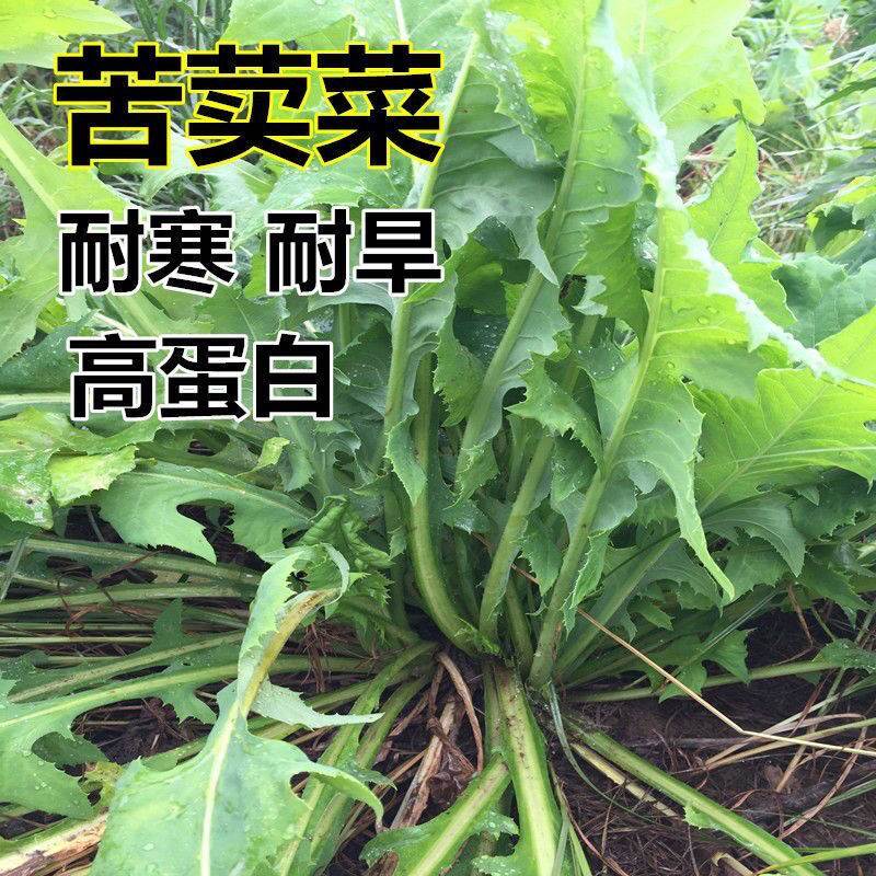 多年生苦荬菜种子苦麻菜苦麦菜鹅菜种子四季喂猪鸡鸭鹅鱼牧草种籽