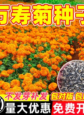 万寿菊种子花籽四季播种园林造景