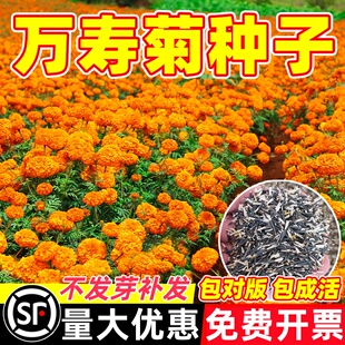 万寿菊种子花籽四季播种园林造景室内外阳台庭院景观工程绿化花种