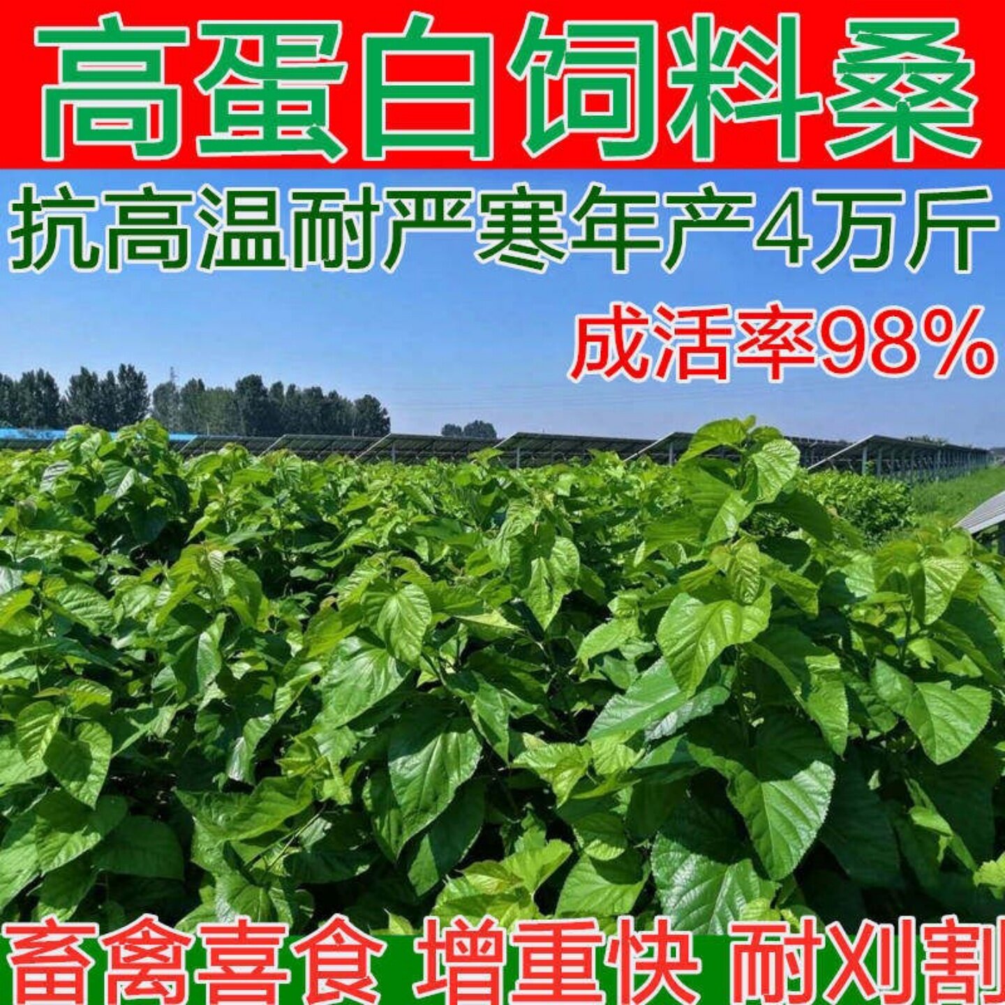 饲料桑树四季苗大叶种苗蛋白桑养猪养牛羊青贮养鱼鹅兔高产多年生