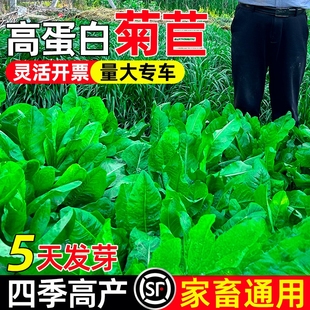 大叶将军菊苣种子四季 高产多年生牧草种籽高蛋白家禽畜牧养殖草籽