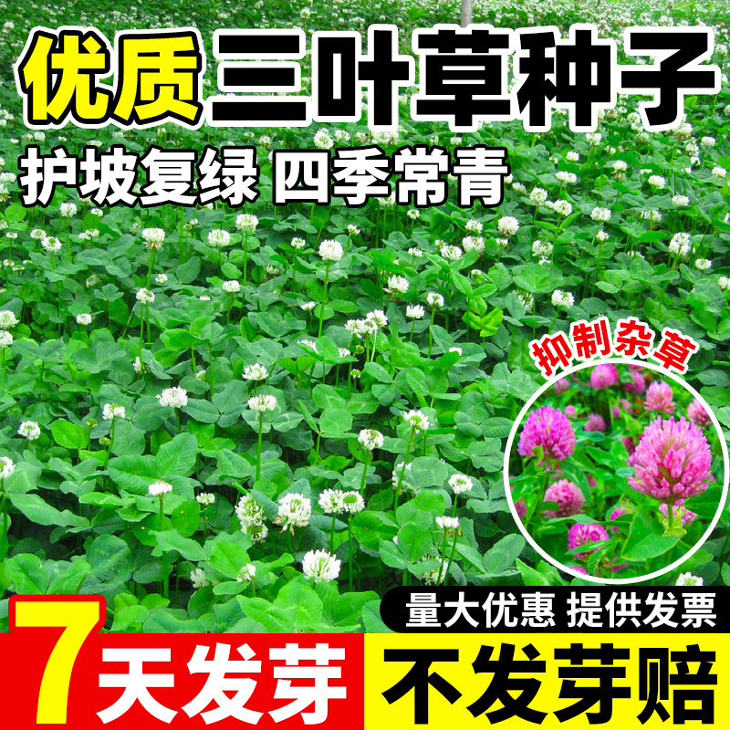 三叶草种子白三叶草籽红三叶草籽四季青草坪四季播种牧草果园绿肥