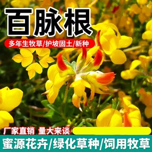 百脉根种子多年生牧草耐践踏耐旱耐盐碱耐酸微草再生力强固土护坡