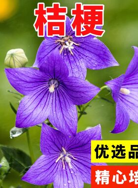 桔梗种子散装优质中药材桔梗花春四季观花阳台种植铃铛花桔梗籽