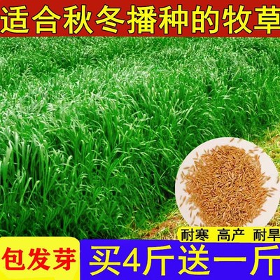 多年生黑麦草进口宽叶牧草种子四季常青养牛羊猪兔鱼草耐寒冻不死