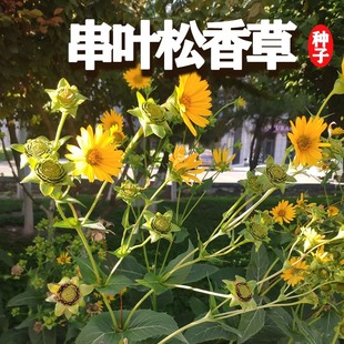 串叶松香草籽多年生宿根耐寒牧草种子法国香槟草种子菊花草种子籽