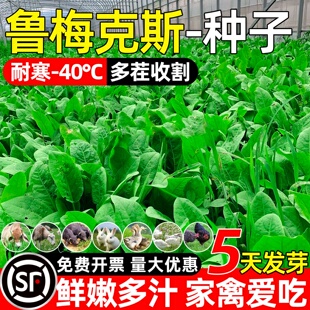 进口鲁梅克斯种子俄罗斯饲料菜多年生四季牧草种子鸡鸭鹅猪包邮