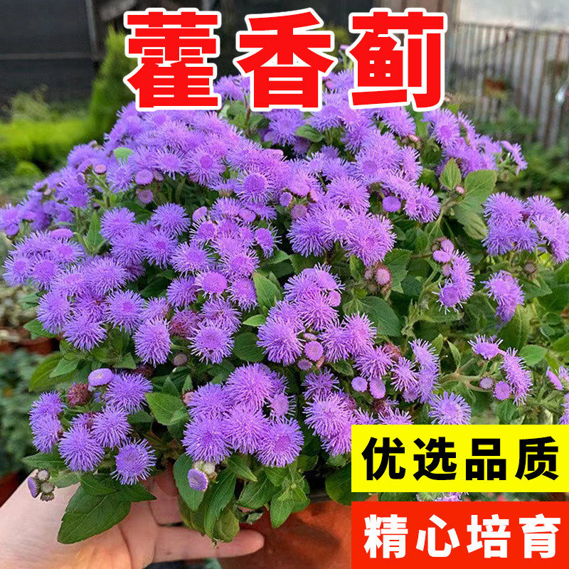 藿香蓟种子白花草籽四季播种庭院景观园林地被植物盆栽一枝香花籽