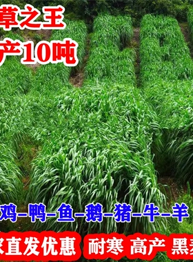 黑麦草种籽四季青多年生耐寒牧草种子鸡鸭牛羊四倍高产黑麦草子种