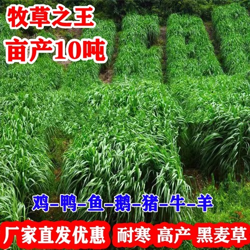 黑麦草不开花好养活耐寒