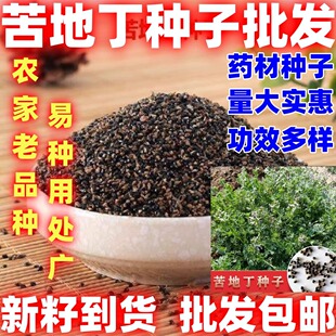 苦地丁种子耐寒地丁花紫堇地丁草简单易种植物苦丁中草药材种籽