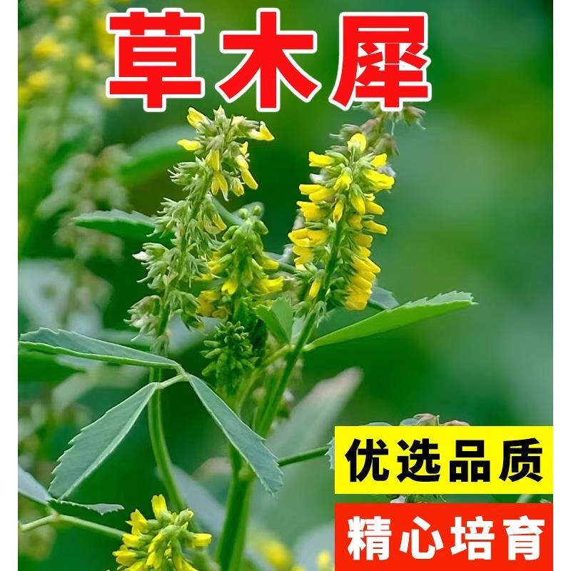 草木樨种子 草木犀 蜜源植物 黄花草 牧草型 绿肥 耐寒耐贫瘠草籽