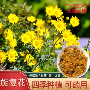 旋覆花种子草籽别名金佛花种子四季金佛草籽六月菊旋复花