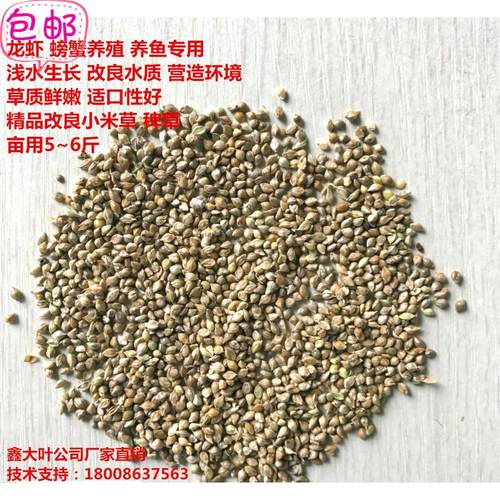 小米草种子水草鱼龙虾螃蟹鸟食雀叶稗草籽湖南稷子水稗草厂家直销