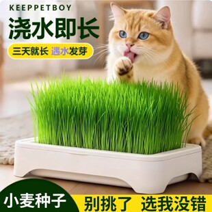 小麦草种子猫草优质麦子种麦芽小麦苗土培水培种籽芽苗菜小麦种子
