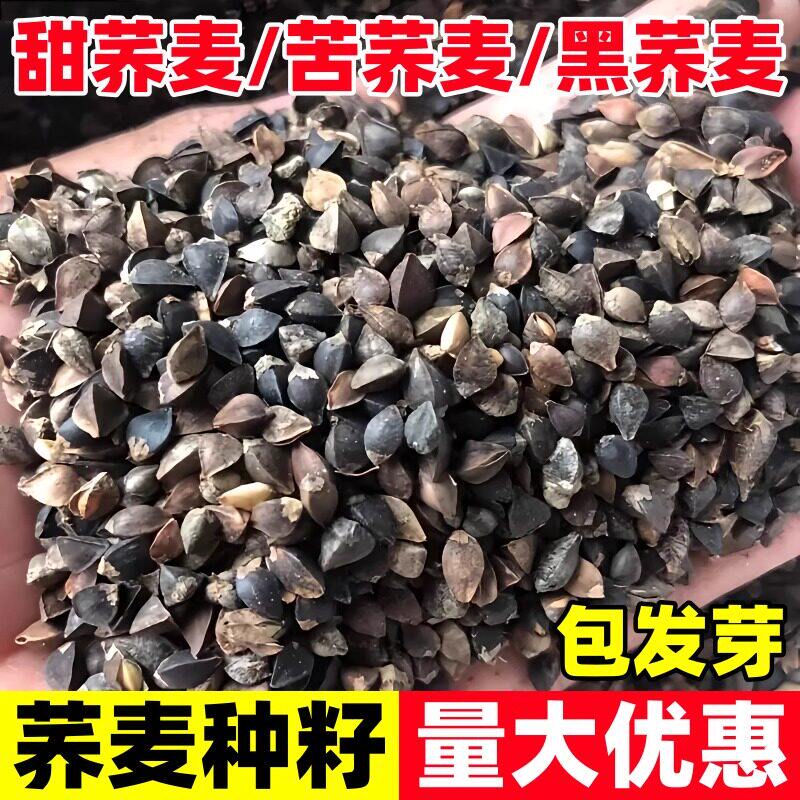 甜荞麦种子高产牧草优质蜜源黑荞麦苦荞麦三角麦四季种植当季新种