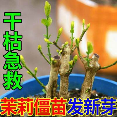 茉莉营养液专治干枯黄叶