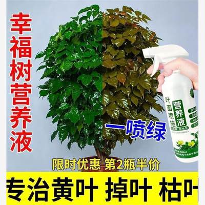 幸福树专用营养液黄叶干枝一喷绿平安树花肥料盆栽植物家用叶面肥