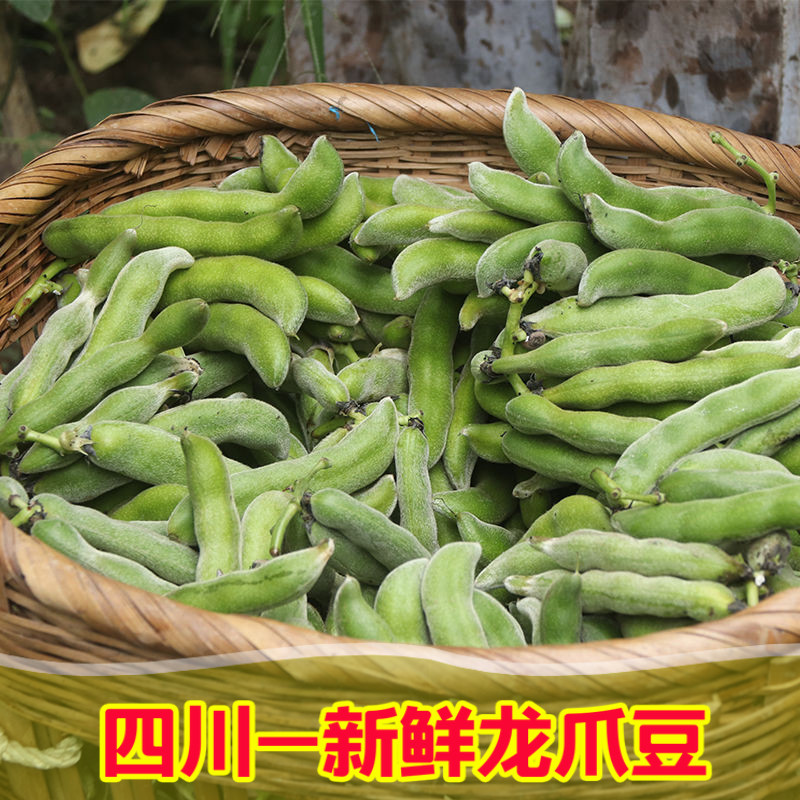 龙爪豆狗儿豆带皮猫猫豆老虎豆四新鲜豆类