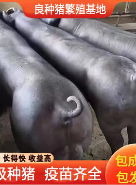 原种新美系黑金刚杜洛克国寿苏黑