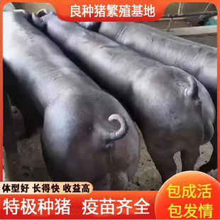 原种新美系杜洛克种公猪国寿黑母猪黑金刚原种黑杜种猪英系大白猪