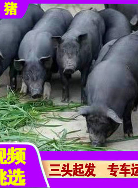 纯种苏太黑猪活体母猪黑金刚太湖