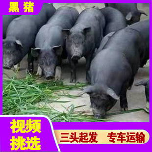 纯种苏太黑猪活体小猪崽活苗原种太湖母猪长白大白二元母猪黑金刚
